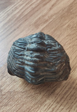 Trilobite fossile autentico