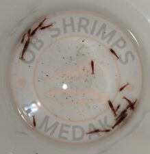 20 Neocaridine Davidi Bloody Mary LOW GRADE +omaggio superfood/caridine acquario