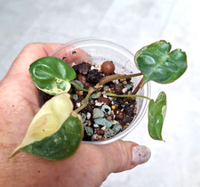 Philodendron Billietiae Variegata propaggine*no monstera-joepii-caramello