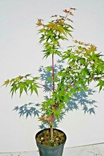 Acero giapponese palmato - , sango