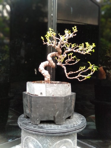 Bonsai ficus benjamin - bonsai,