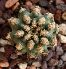 Pediocactus sp. vicino a Holbrook, Arizona, U.S.A. - diametro 1,5 cm NO copiapoa