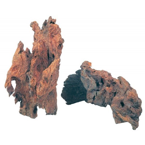 Radice naturale mangrovia - radice,