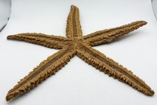 Collezione Asterias Vulgaris