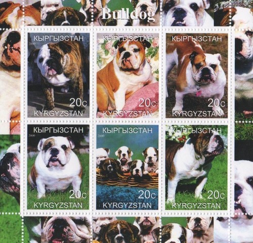 Bulldog cane animale domestico - bulldog,