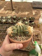 Aztekium Ritterii 11cm