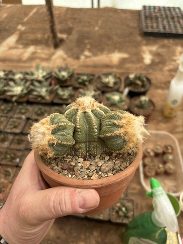 Aztekium ritterii 11cm - aztekium,
