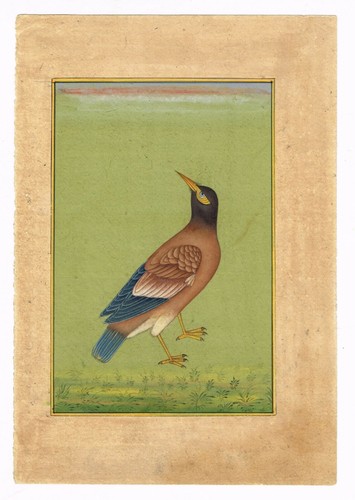 Fatto mano myna - fatto, uccelli