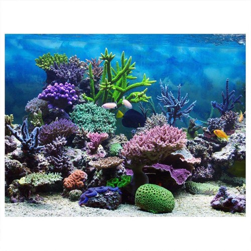 Acquario sfondo poster fish - acquario,