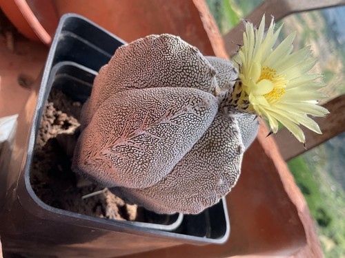 Cactus astrophytum onzuka - cactus,