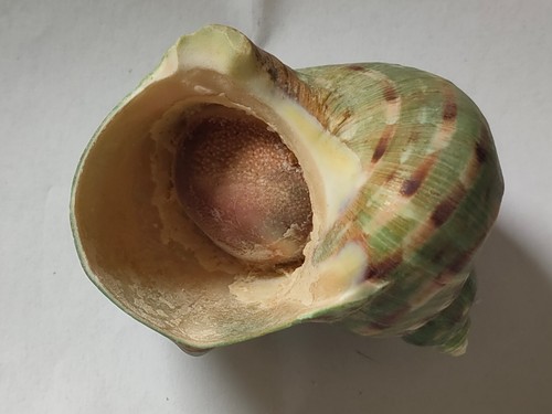 Conchiglia shell turbo - ,