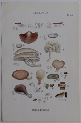 Mycologie pleurotus gravure - mycologie, pleurotus gravure