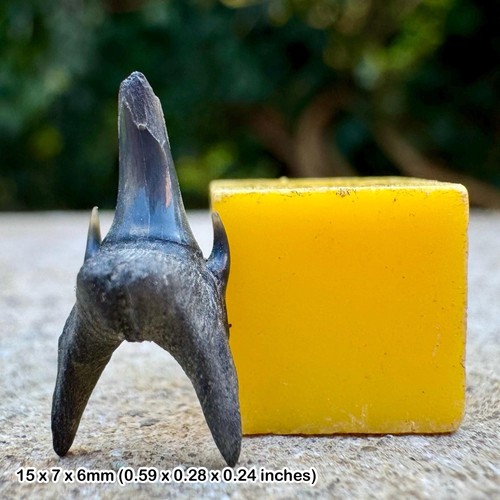 Sand tiger shark tooth - ,