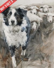 Border Collie Herding Sheeps