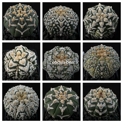 Semi grano astrophytum - 30,
