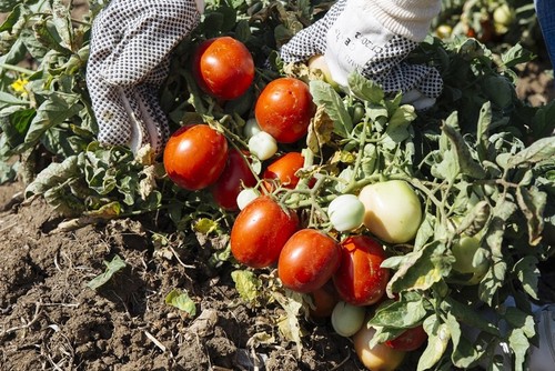 Semi pomodoro siccagno - semi,