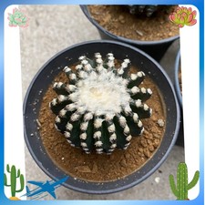 5cm discocactus horstii - 4-5cm,