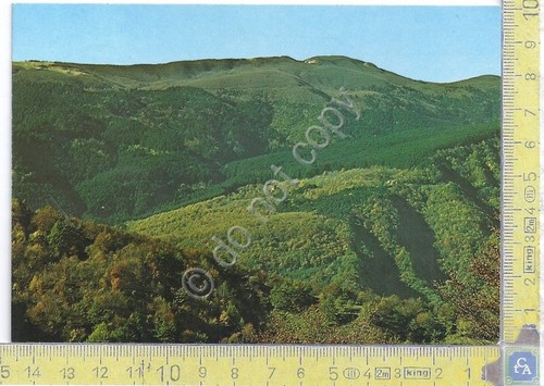 Cartolina postcard foresta - -,