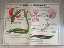 Cartina tavola didattica - cartina,