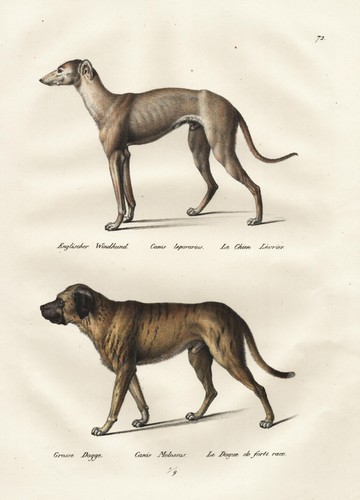 Litografia del cane - del, alano
