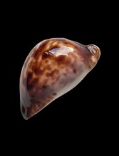 SHELL CONCHIGLIA CYPRAEA ZOILA