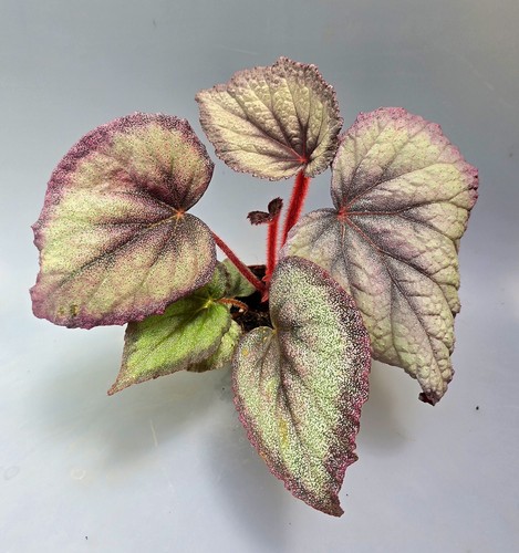 Bellissima begonia flamingo - begonia,