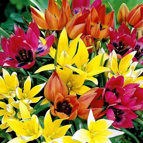 Tulipani bulbi fiori - tulipani,
