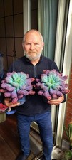 Echeveria etna multicolor rare - echeveria,