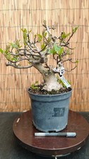 Bonsai di Fico h 42cm Visita
