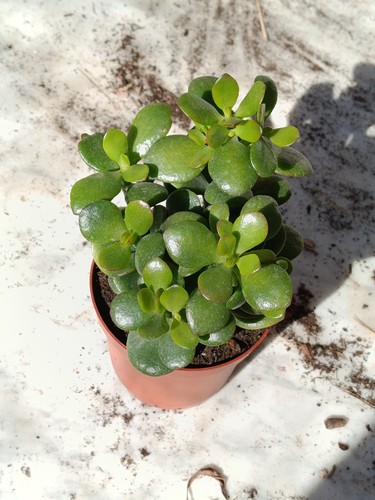 Crassula ovata sunset amarilla - crassula,