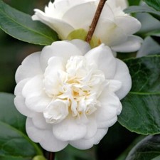 Camelia bianca Camellia