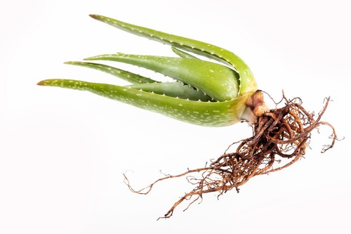 Pianta adulta aloe - adulta,