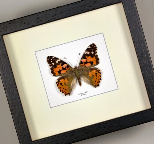 Vanessa cardui painted - cardui, lady