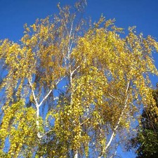Betula pendula - betulla