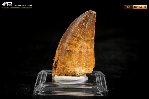 Dente fossile mosasaurus - fossile,