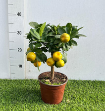 Pianta di Calamondino Vaso