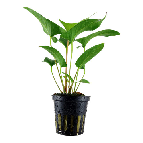 Anubias gracilis vasetto - vasetto,