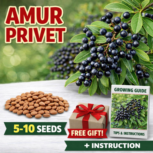 Semi ligustrum amurense - amurense,