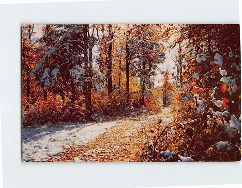 Cartolina ottobre nevicata - cartolina,