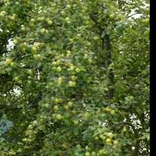 25 Semi melo selvatico malus