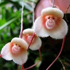 10 semi di ORCHIDEA A FORMA DI SCIMMIA BIANCA