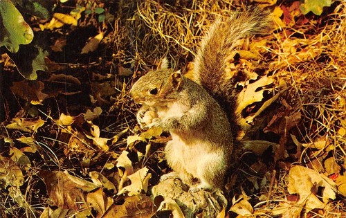 Saluti forest park ny - forest,