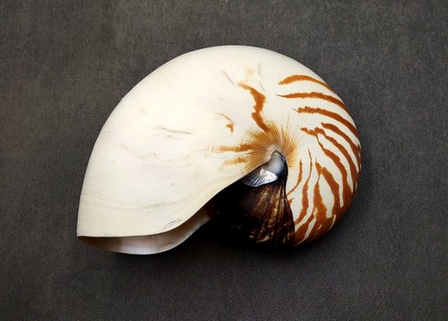 Conchiglia naturale nautilus - conchiglia,