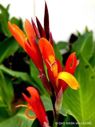 Canna lily rhizome giant - canna,