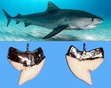 Ciondolo Argento con Dente di