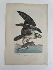 Uccelli Rapaci 1863/79 R. Petraroia Balbuzardo - Falco haliætus