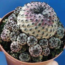 Sulcorebutia Rauschii Violacea