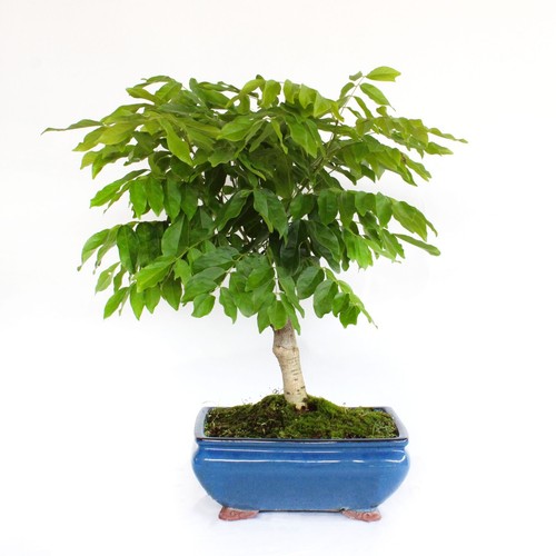 Bonsai wisteria floribunda - bonsai,