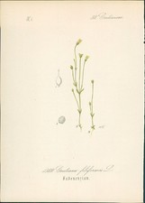 Chromolithographie 
