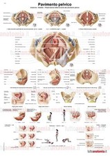 Poster anatomia umana -
